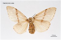 藏品(木毒蛾)的圖片